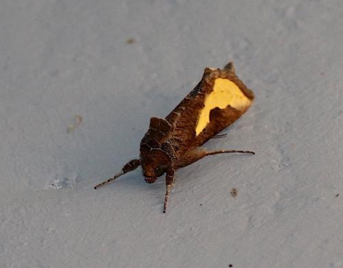 Thysanoplusia orichalcea